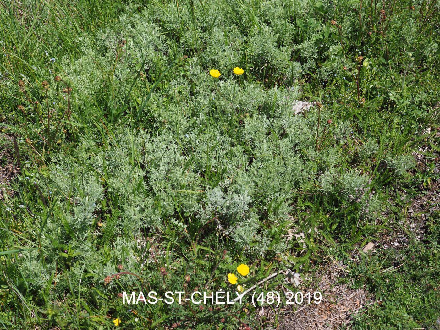 Mugwort, White plant